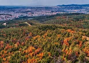 «Έρχεται από το δάσος του Σέιχ Σου»: Εκκωφαντικός ήχος τρομοκρατεί τους κατοίκους στην Πολίχνη!