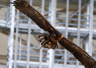 ΠΑΕ ΑΕΚ: «Με τον Αετό μας να πετά πάντα ψηλά!» (ΦΩΤΟ)