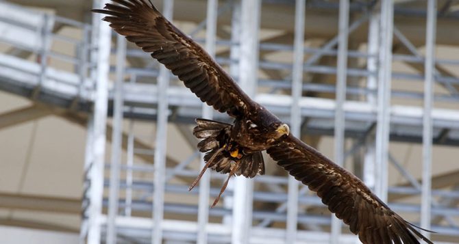 ΠΑΕ ΑΕΚ: «Με τον Αετό μας να πετά πάντα ψηλά!» (ΦΩΤΟ)