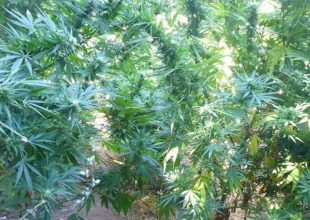 Μεγάλη αστυνομική επιχείρηση στον Μυλοπόταμο Ρεθύμνου: Εντοπίστηκαν εκατοντάδες χασισόδενδρα!