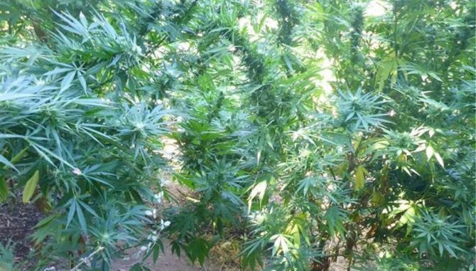 Μεγάλη αστυνομική επιχείρηση στον Μυλοπόταμο Ρεθύμνου: Εντοπίστηκαν εκατοντάδες χασισόδενδρα! Μεγάλη αστυνομική επιχείρηση στον Μυλοπόταμο Ρεθύμνου: Εντοπίστηκαν εκατοντάδες χασισόδενδρα!