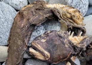 Μυστηριώδες ψάρι ξεβράστηκε σε ακτή και προκάλεσε τρόμο