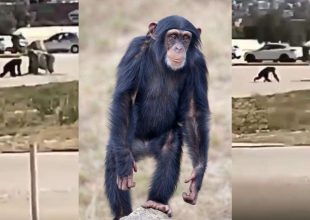 Αττικό Ζωολογικό Πάρκο: Στο μικροσκόπιο οι συνθήκες για τον θάνατο του χιμπατζή – Παίρνει θέση η κυβέρνηση