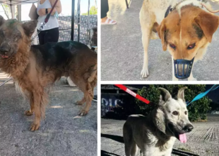 Πέταξαν πέτρες σε φιλόζωους στον σταθμό πυρόπληκτων ζώων στο Γαλάτσι