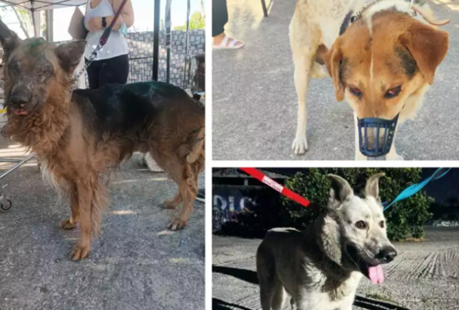 Πέταξαν πέτρες σε φιλόζωους στον σταθμό πυρόπληκτων ζώων στο Γαλάτσι