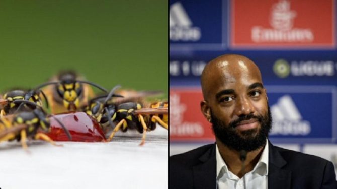 Μέλισσες τσίμπησαν τον Λακαζέτ και μένει εκτός για λίγες ημέρες!