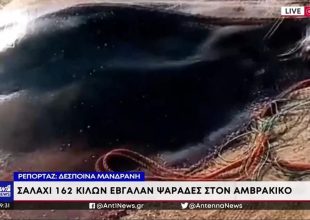 Λουτράκι: Ψαράδες έπιασαν στα δίχτυα τους γιγάντιο σαλάχι