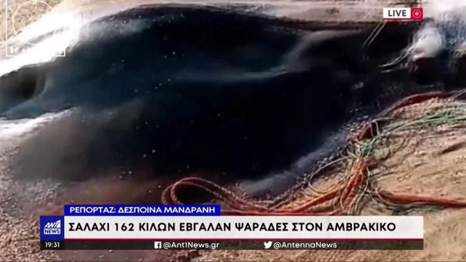Λουτράκι: Ψαράδες έπιασαν στα δίχτυα τους γιγάντιο σαλάχι