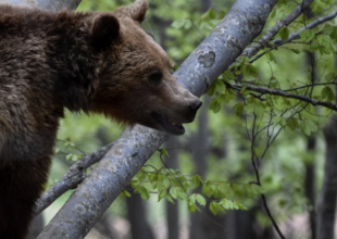 Φλώρινα: Πυροβόλησαν και σκότωσαν 3 αρκούδες – Η μια θήλαζε ακόμα τα μικρά της (VIDEO)