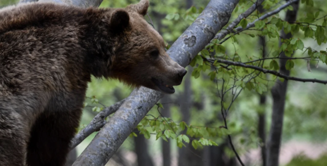 Φλώρινα: Πυροβόλησαν και σκότωσαν 3 αρκούδες – Η μια θήλαζε ακόμα τα μικρά της (VIDEO)
