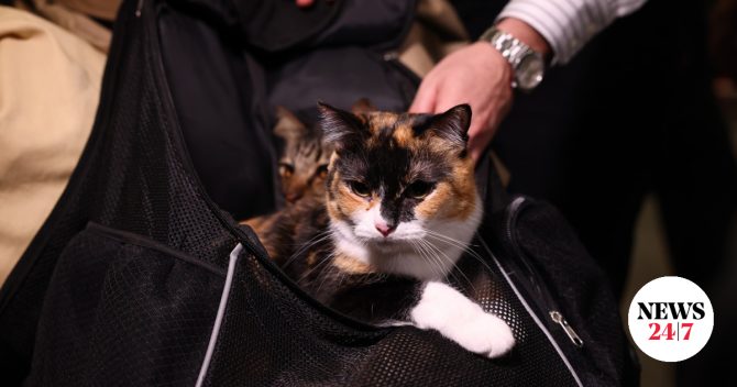 Γέμισε με ζώα συντροφιάς το “Ελευθέριος Βενιζέλος” – Έφτασε η πρώτη πτήση επαναπατρισμού ζώων