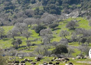 Λέσβος: Δυο ακόμη κτηνοτροφικές μονάδες με κρούσματα αφθώδους πυρετού