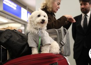 Διεθνές ενδιαφέρον για την ελληνική επιχείρηση επαναπατρισμού πολιτών και κατοικίδιων από τη Μ. Ανατολή