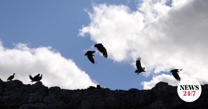 Περιβαλλοντικές οργανώσεις: Να τιμωρηθούν οι δράστες της μαζικής δηλητηρίασης άγριας ζωής στη Δαδιά