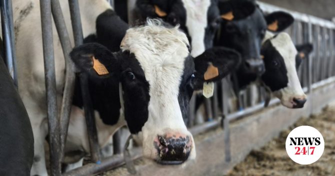 Λέσβος: Σε κατάσταση έκτακτης ανάγκης λόγω αφθώδους πυρετού