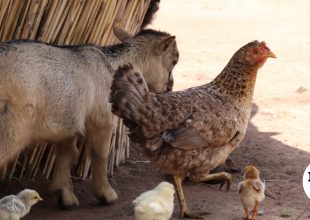 Αμπελόκηποι: Δικογραφία για παράνομη εκτροφή ζώων σε ταράτσα – Κατσίκες, κότες, πάπιες σε ακατάλληλες συνθήκες