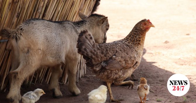 Αμπελόκηποι: Δικογραφία για παράνομη εκτροφή ζώων σε ταράτσα – Κατσίκες, κότες, πάπιες σε ακατάλληλες συνθήκες