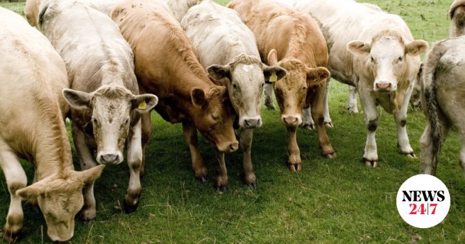 Αφθώδης πυρετός: Στα 13 συνολικά τα κρούσματα στη Λέσβο