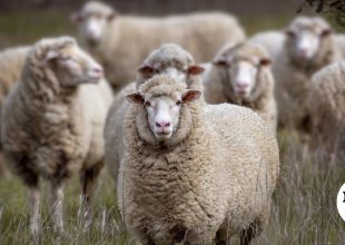 Σε απόγνωση η Λέσβος λόγω αφθώδους πυρετού – “Το lockdown είναι η απόλυτ