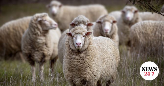 Σε απόγνωση η Λέσβος λόγω αφθώδους πυρετού – “Το lockdown είναι η απόλυτη καταστροφή”