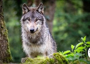 Δαδιά: Στα 25 τα δηλητηριασμένα άγρια ζώα – “Φόλες σε στρατηγικά επιλεγμένα σημεία”