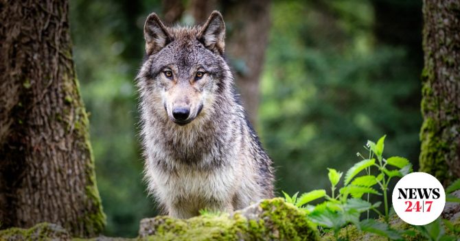 Δαδιά: Στα 25 τα δηλητηριασμένα άγρια ζώα – “Φόλες σε στρατηγικά επιλεγμένα σημεία”