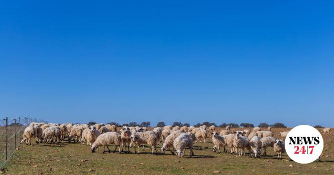 Οκτώ νέα κρούσματα αφθώδους πυρετού στη Λέσβο