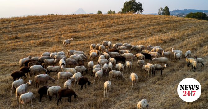Λέσβος: Επιβεβαιώθηκε και τέταρτο κρούσμα αφθώδους πυρετού