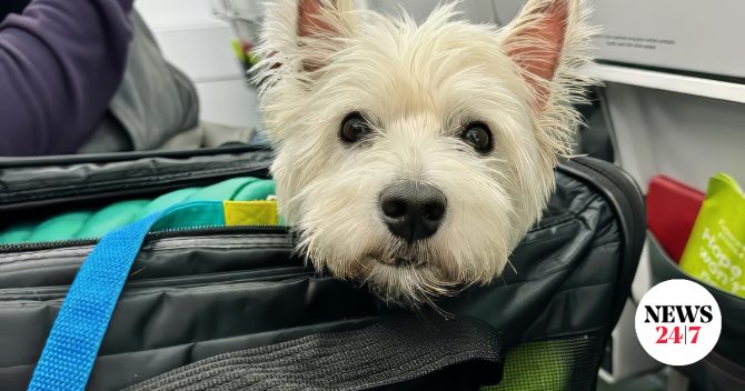 Σε εξέλιξη πτήση επαναπατρισμού από το Άμπου Ντάμπι για 100 πολίτες και 47 κατοικίδια