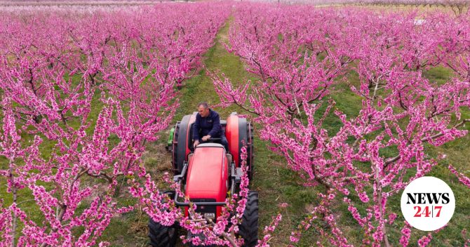 Βέροια: Το ροζ πέπλο των ανθισμένων ροδακινιών μαγεύει τους επισκέπτες