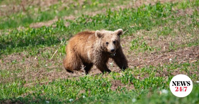 Θεσσαλονίκη: Αρκούδα εμφανίστηκε σε περιοχές του Ωραιοκάστρου