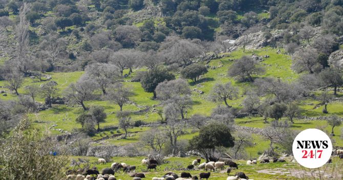 Λέσβος: Δυο νέα κρούσματα αφθώδους πυρετού σε εκτροφές