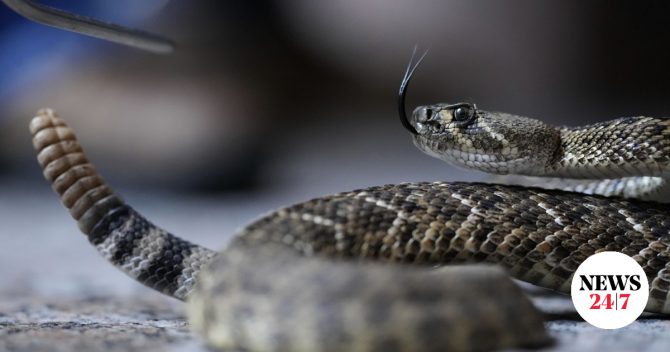 Σύρος: 13χρονος στο νοσοκομείο από δάγκωμα δηλητηριώδους φιδιού