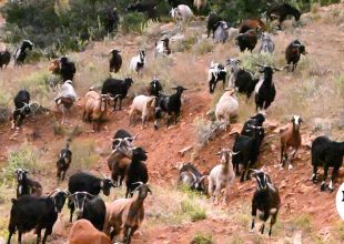 Λέσβος, αφθώδης πυρετός: Σε απόγνωση οι κτηνοτρόφοι του νησιού