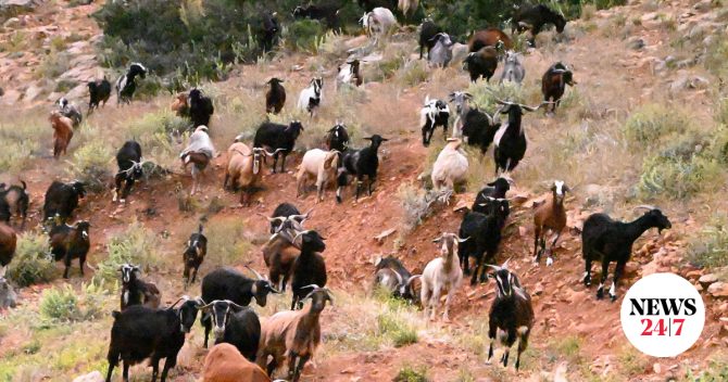 Αφθώδης πυρετός: Αναστολή φορολογικών και ασφαλιστικών υποχρεώσεων για τους πληγέντες