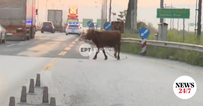 Σίνδος: Αναστάτωση από αγελάδα που έτρεχε στην Εθνική Οδό