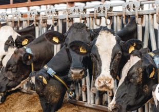 Λέσβος: Στα 48 τα επιβεβαιωμένα κρούσματα αφθώδους πυρετού