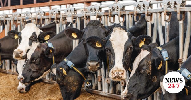 Λέσβος: Στα 48 τα επιβεβαιωμένα κρούσματα αφθώδους πυρετού