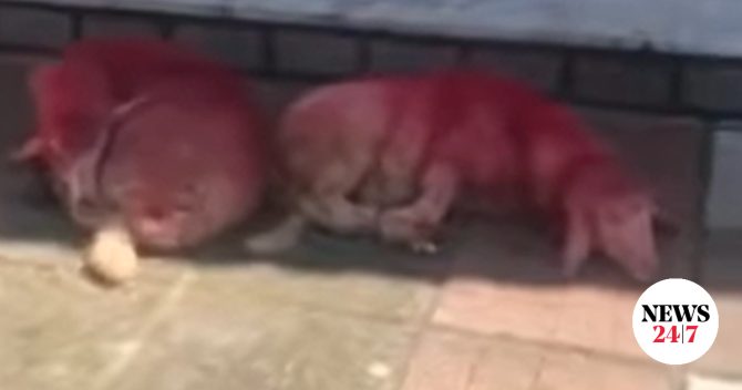 Κτηνωδία στη Θεσσαλονίκη: Έδεσαν αρνάκια και τα έβαψαν κόκκινα έξω από εκκλησία