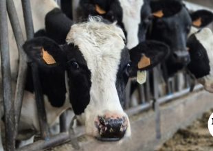 Λέσβος: 43 τα κρούσματα αφθώδους πυρετού σε 54 εκτροφές