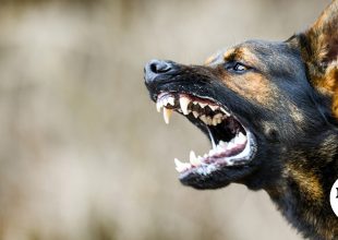 Πειραιάς: Σκύλος επιτέθηκε σε 2χρονο κοριτσάκι και το δάγκωσε στο κεφάλι