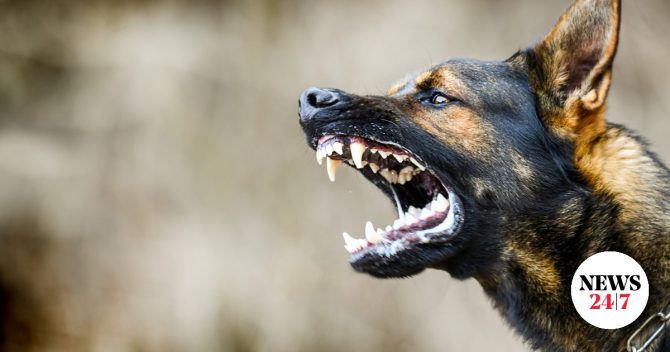 Πειραιάς: Σκύλος επιτέθηκε σε 2χρονο κοριτσάκι και το δάγκωσε στο κεφάλι