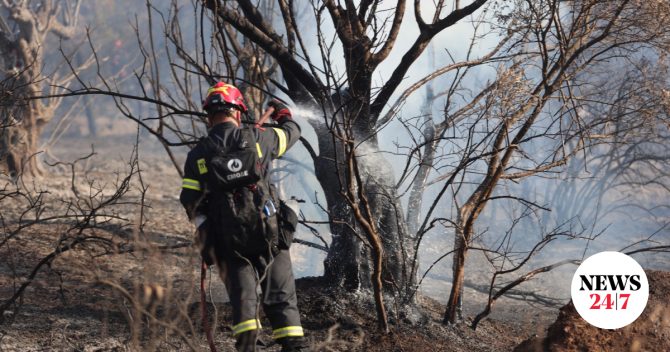 Φωτιά σε δάσος στο Λέπρεο Ηλείας