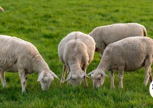 Κρήτη: Παρατείνονται τα μέτρα προστασίας για την ευλογιά των αιγοπροβάτων
