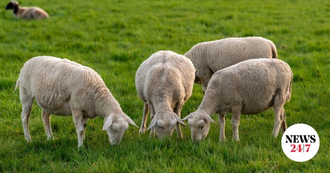 Κρήτη: Παρατείνονται τα μέτρα προστασίας για την ευλογιά των αιγοπροβάτων