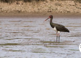 Σπάνιος μαυροπελαργός εμφανίστηκε στη λίμνη Κάρλα