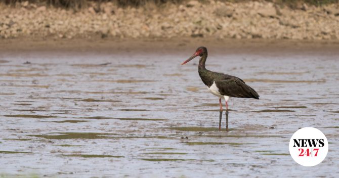 Σπάνιος μαυροπελαργός εμφανίστηκε στη λίμνη Κάρλα
