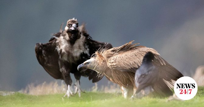 Ο μαυρόγυπας “Ιωάννα” επέστρεψε στη Δαδιά