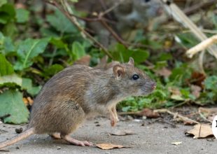 Στη Ζάκυνθο ο ΕΟΔΥ για τα κρούσματα λεπτοσπείρωσης