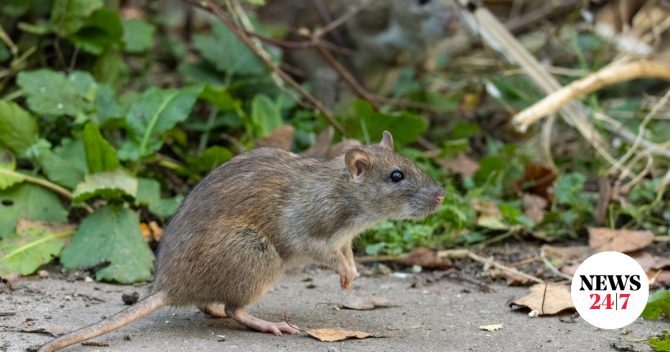 Στη Ζάκυνθο ο ΕΟΔΥ για τα κρούσματα λεπτοσπείρωσης